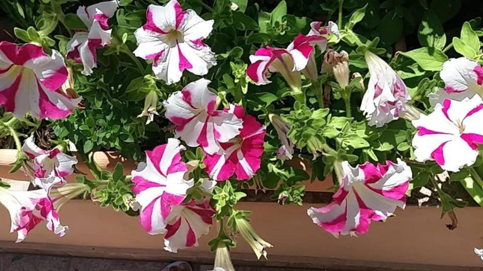 Belle Verte Villa Maleme Dış mekan fotoğraf